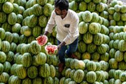 Watermelon Is Selling For Rs 5 Per KG. The Reason Will Make You Think Twice Before Buying