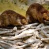 From Ant Supercolonies To Beaver Cities, Science Is Reopening The Debate On Animal Civilizations