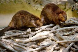 From Ant Supercolonies To Beaver Cities, Science Is Reopening The Debate On Animal Civilizations