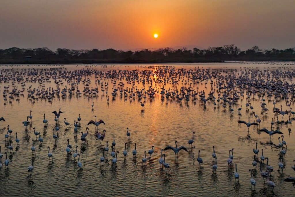 Flamingo Habitat Or Real Estate Zones? Wetlands Report On Navi Mumbai Sites Draws Backlash