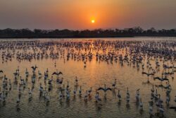Flamingo Habitat Or Real Estate Zones? Wetlands Report On Navi Mumbai Sites Draws Backlash