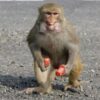 Stray Simian Throws Monkey Wrench Into Lucknow Airport Operations By Halting IndiGo Flight