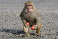 Stray Simian Throws Monkey Wrench Into Lucknow Airport Operations By Halting IndiGo Flight