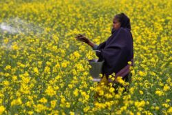 Subsidies And More: How India Sells A Bag Of Urea For Rs 300 When Others Sell It For Rs 3,000