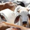 West Bengal Govt Announces Enforcement Of Cow Slaughter Law, Crack Down On Illegal Trade