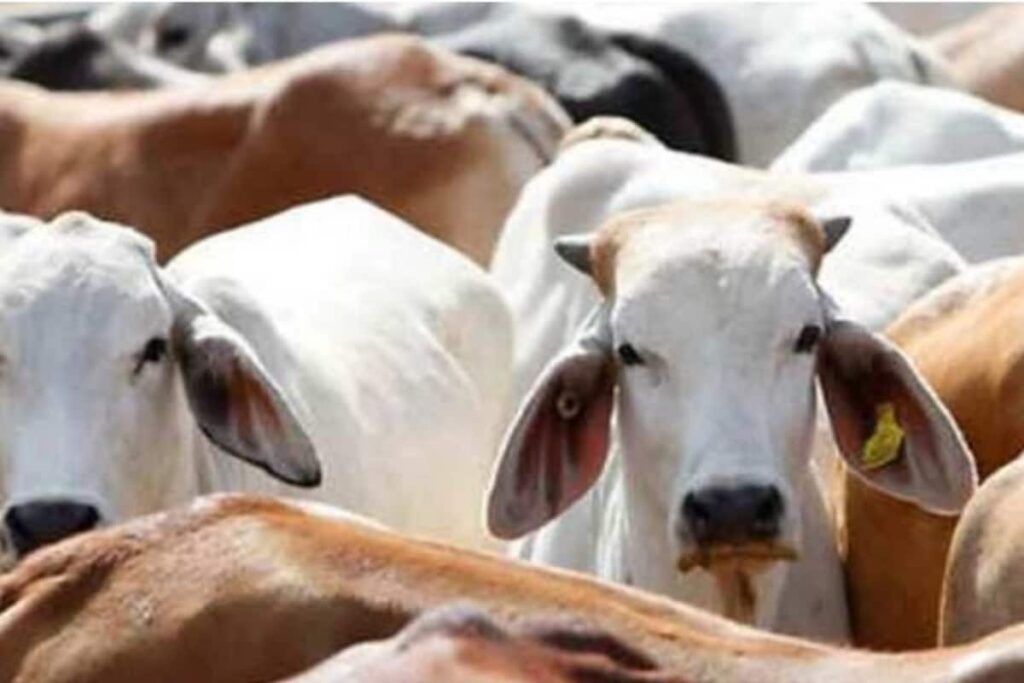 West Bengal Govt Announces Enforcement Of Cow Slaughter Law, Crack Down On Illegal Trade