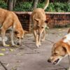 Two-Year-Old Picked Up By Stray Dogs, Later Mauled To Death In Rajasthan's Jhalawar