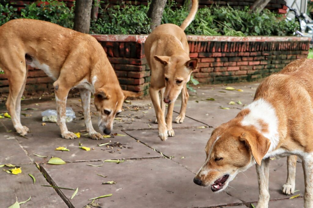Two-Year-Old Picked Up By Stray Dogs, Later Mauled To Death In Rajasthan's Jhalawar