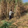India Imposes Sugar Export Ban Till September 30 Amid Domestic Supply Concerns