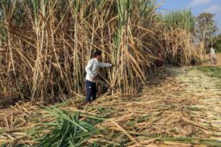 India Imposes Sugar Export Ban Till September 30 Amid Domestic Supply Concerns